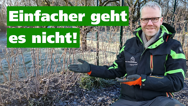 Themenbild: Einfacher geht es nicht: Vorschbild des Videos zum Schnitt Herbsthimbeeren Themenbild: Einfacher geht es nicht: Vorschbild des Videos zum Schnitt Herbsthimbeeren