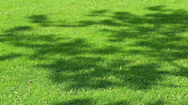 Themenbild: Rasenfläche im Sommer