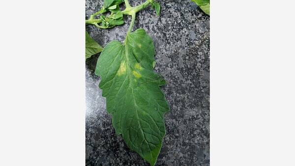 Themenbild: Samtfleckenkrankheit der Tomate Themenbild: Samtfleckenkrankheit der Tomate