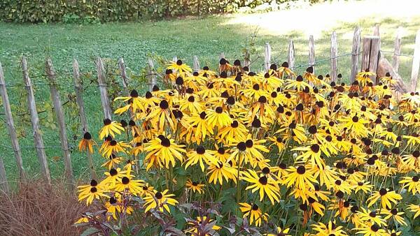 Themenbild: Stauenbeet Themenbild: Stauenbeet