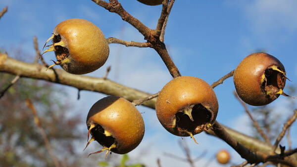 Themenbild: Wildobst Mispel Themenbild: Wildobst Mispel