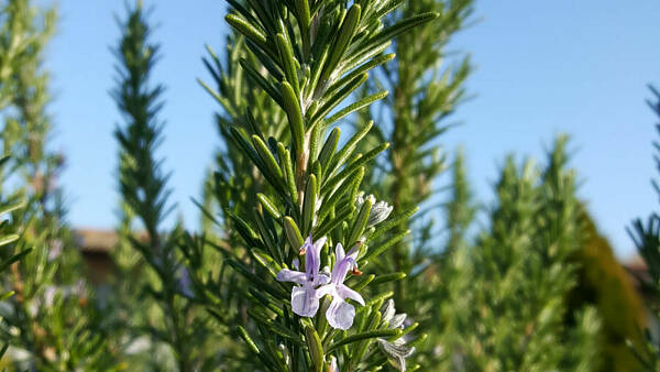 Themenbild: Rosmarin Themenbild: Rosmarin