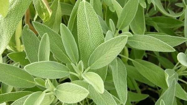Themenbild: Salbeiblätter