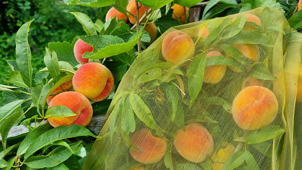 Themenbild: Pfirsichbaum mit Netz