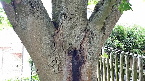 Themenbild: Älterer Baum mit Schaden