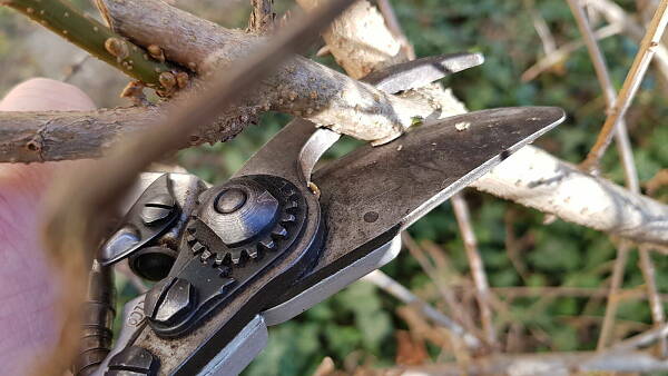 Themenbild: Rosenschere schneidet Zweig von Apfelbaum