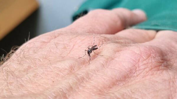 Themenbild: Tigermücke auf der Hand - mit sichtbaren Steifen