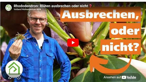 Themenbild: Titelbild des Videos von Philippe Dahlmann