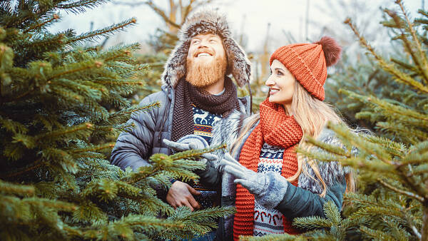 Themenbild: Paar kauft Weihnachtsbaum