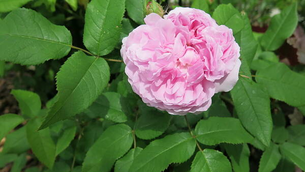 Themenbild: Jacques Cartier_Duftrose Themenbild: Jacques Cartier_Duftrose