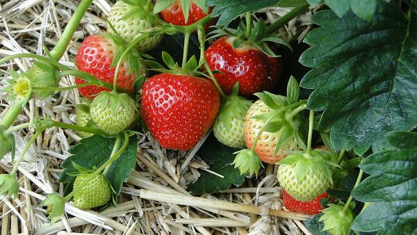 Themenbild: Erdbeeren