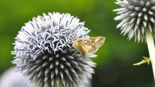 Themenbild: Kugeldistel