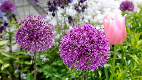 Themenbild: Staudenbeet Themenbild: Staudenbeet