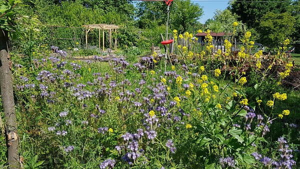 Themenbild: Senf Phacelia Gründüngung