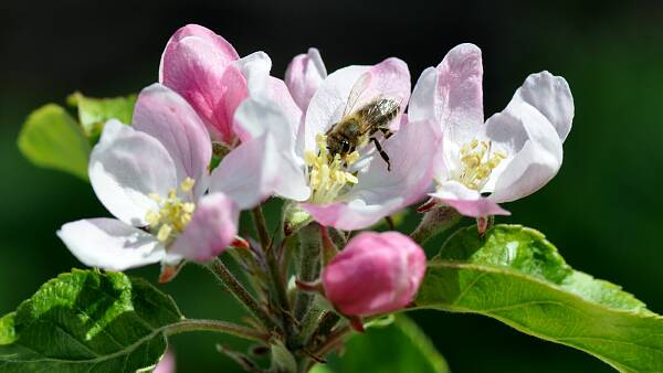 Themenbild: Apfelblüte mit Honigbiene