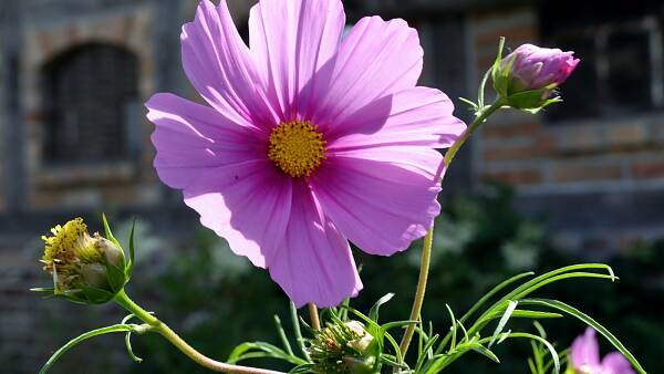 Themenbild: Schmuckkörbchen (Cosmos bipinnatus) Themenbild: Schmuckkörbchen (Cosmos bipinnatus)