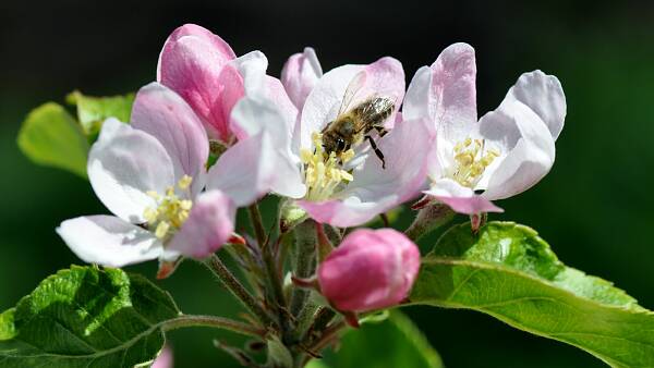 Themenbild: Apfelblüte mit Honigbiene Themenbild: Apfelblüte mit Honigbiene