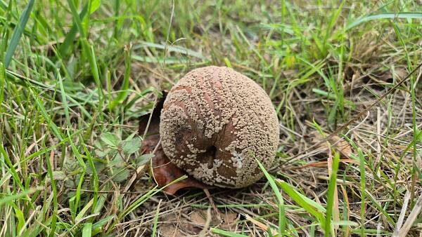 Themenbild: Fruchtmumie