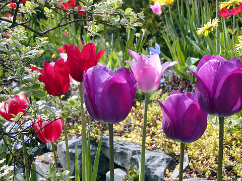 Tulpen im Garten Tulpen im Garten