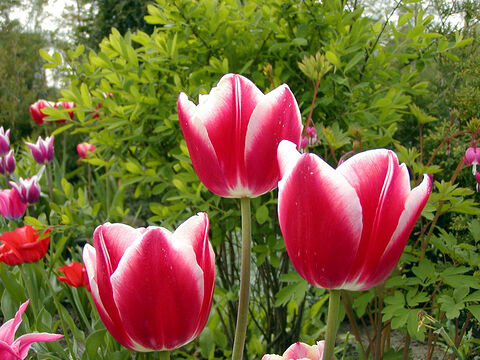 Rote Tulpen im Garten