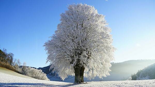 Themenbild: Winterbaum Themenbild: Winterbaum
