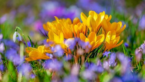 Themenbild: Krokus Themenbild: Krokus