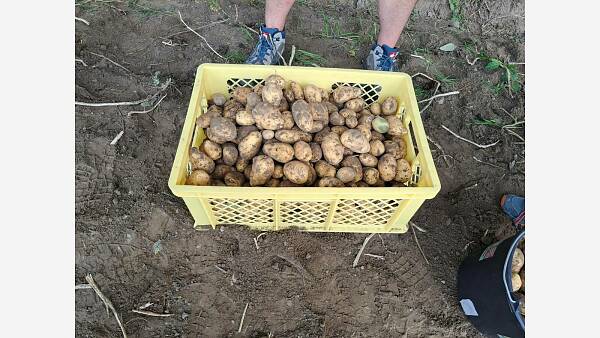 Themenbild: Kartoffelernte Themenbild: Kartoffelernte