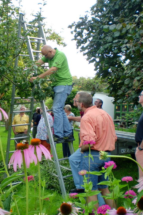 Sommerschnitt am Apfelbaum