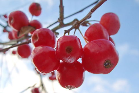 Zieräpfel mit Frostnase