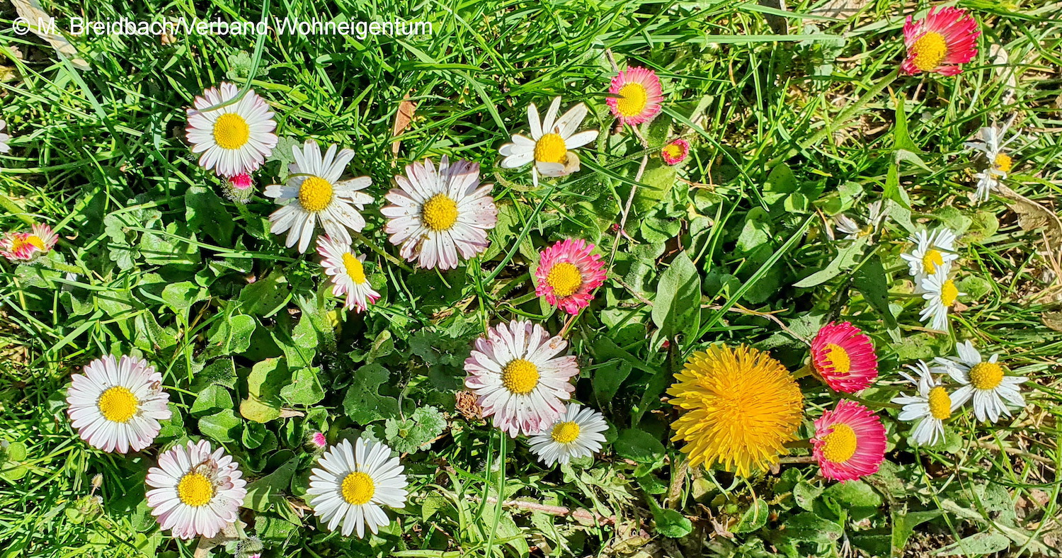 Gänseblümchen