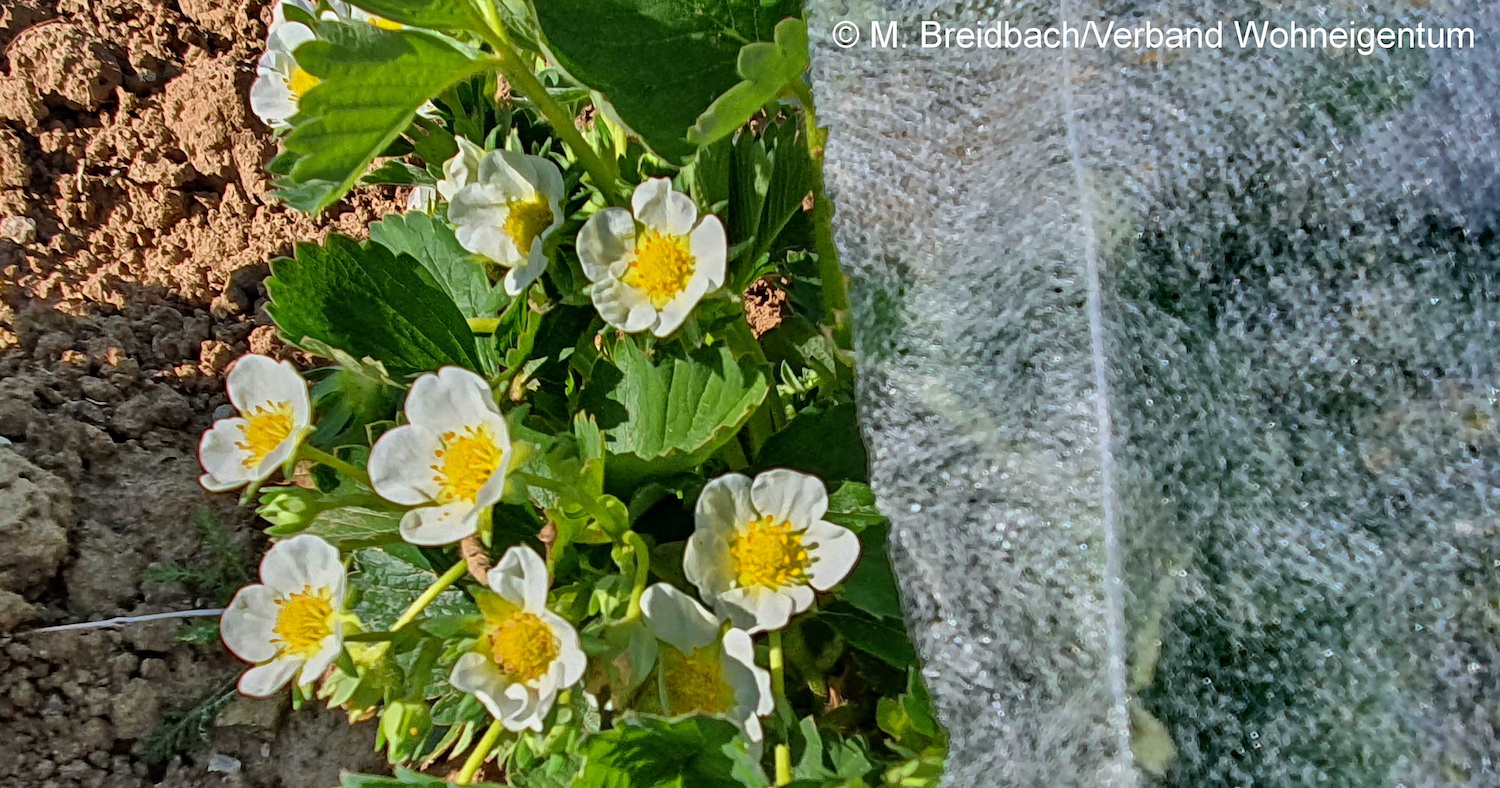 Erdbeerblüte