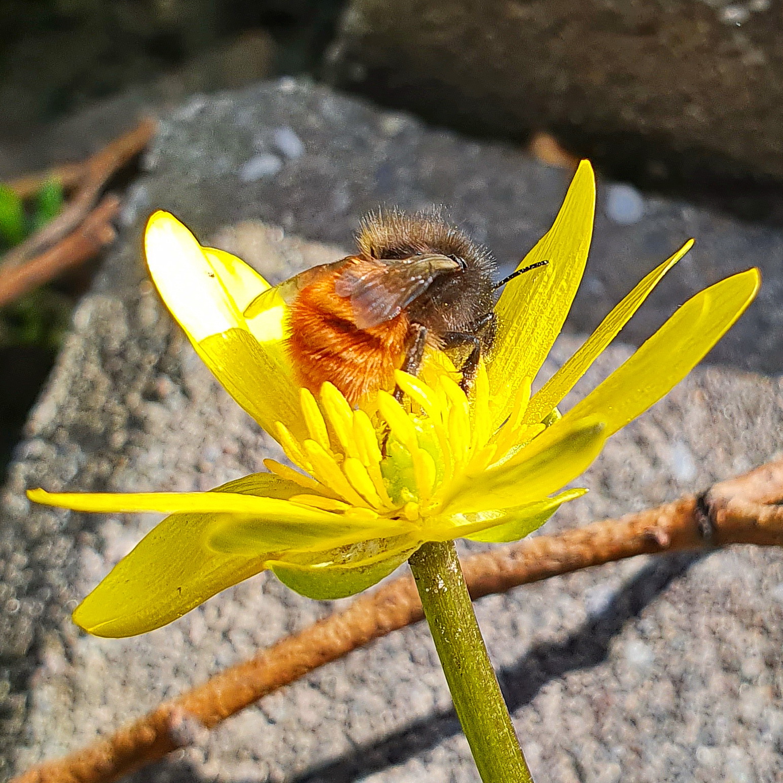 Gehörnte Mauerbiene am Scharbockskraut