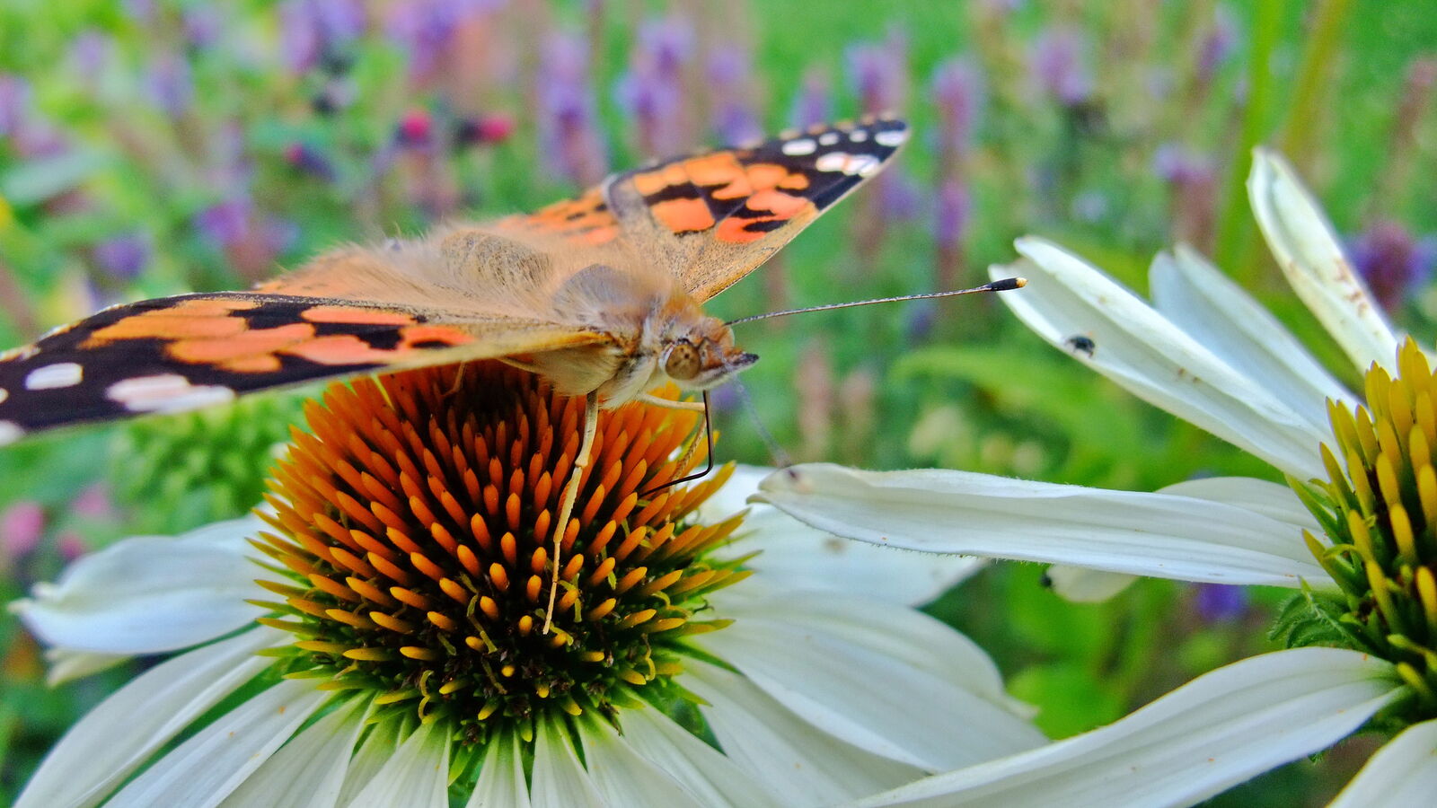 Kleiner Fuchs auf einer weißen Echinacea