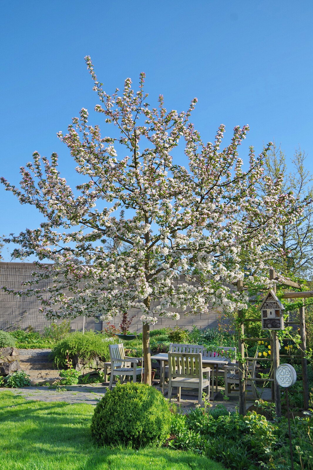 Sitzplatz an einem Zierapfel