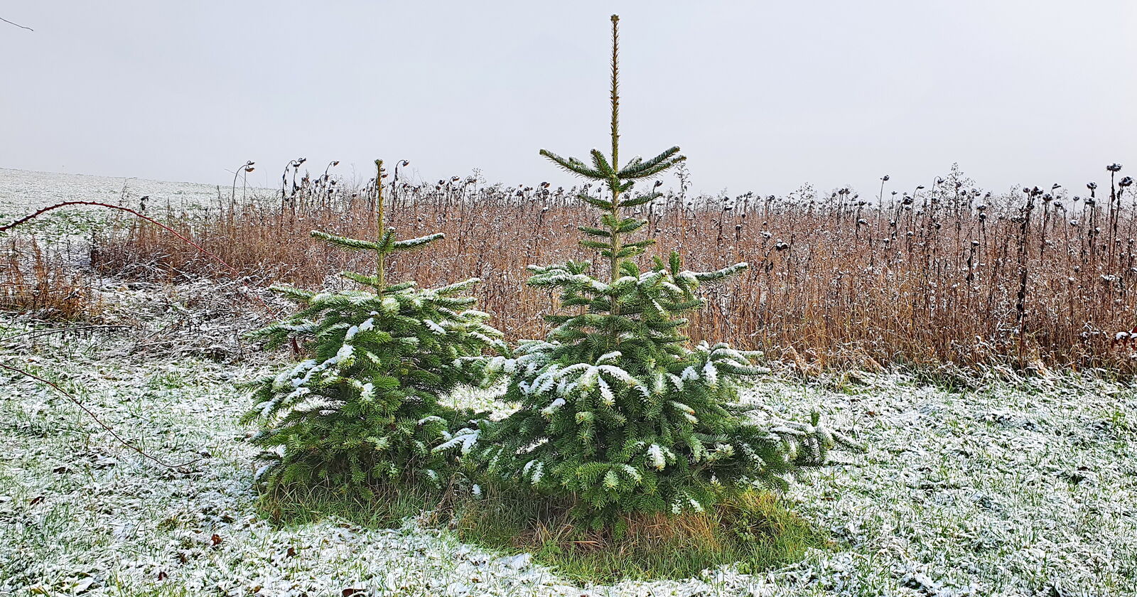 Weihnachtsbaum besser mit Ballen oder Topf? Verband Wohneigentum e. V.