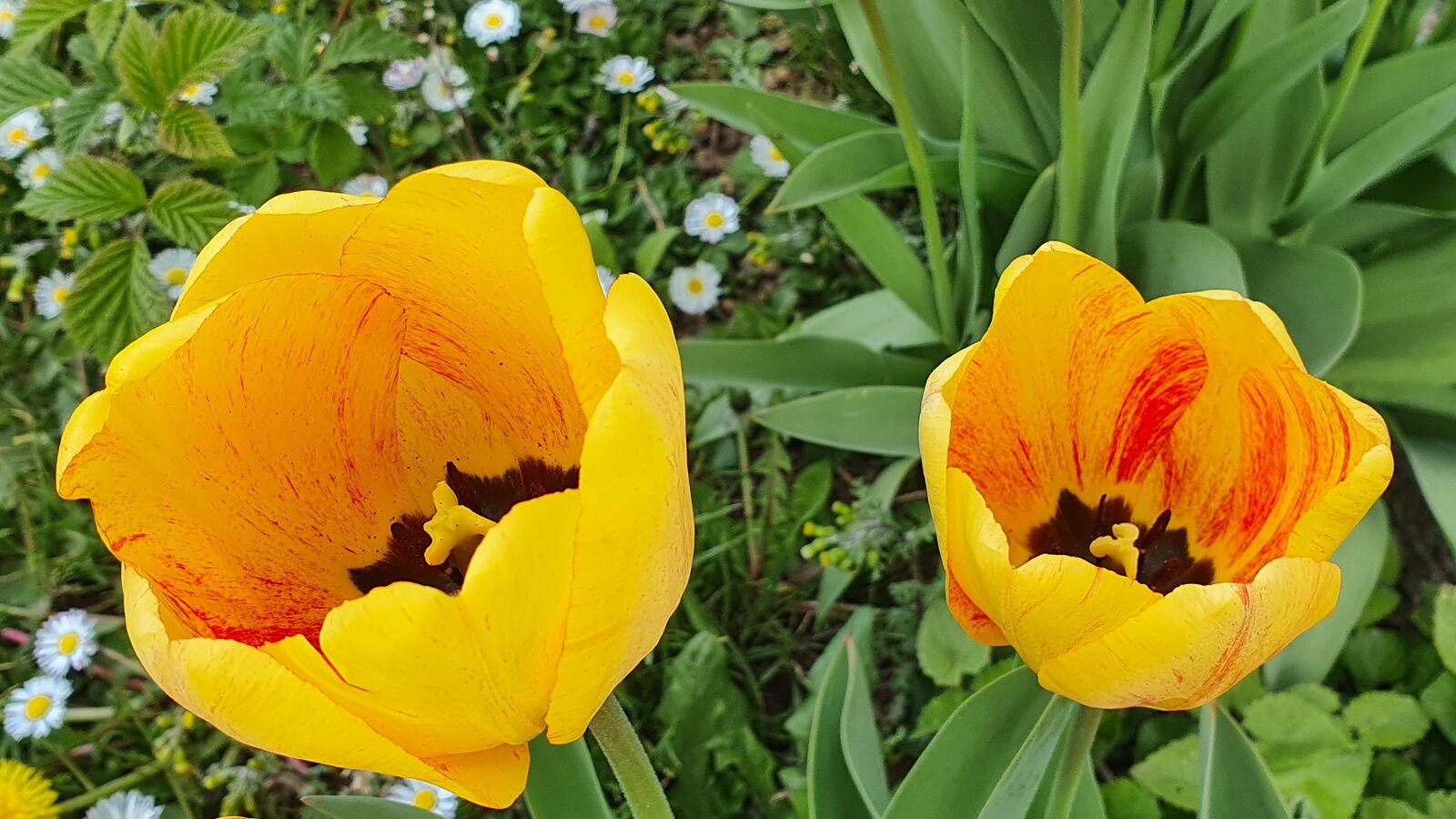 gelbe Tulpen mit roten Streifen