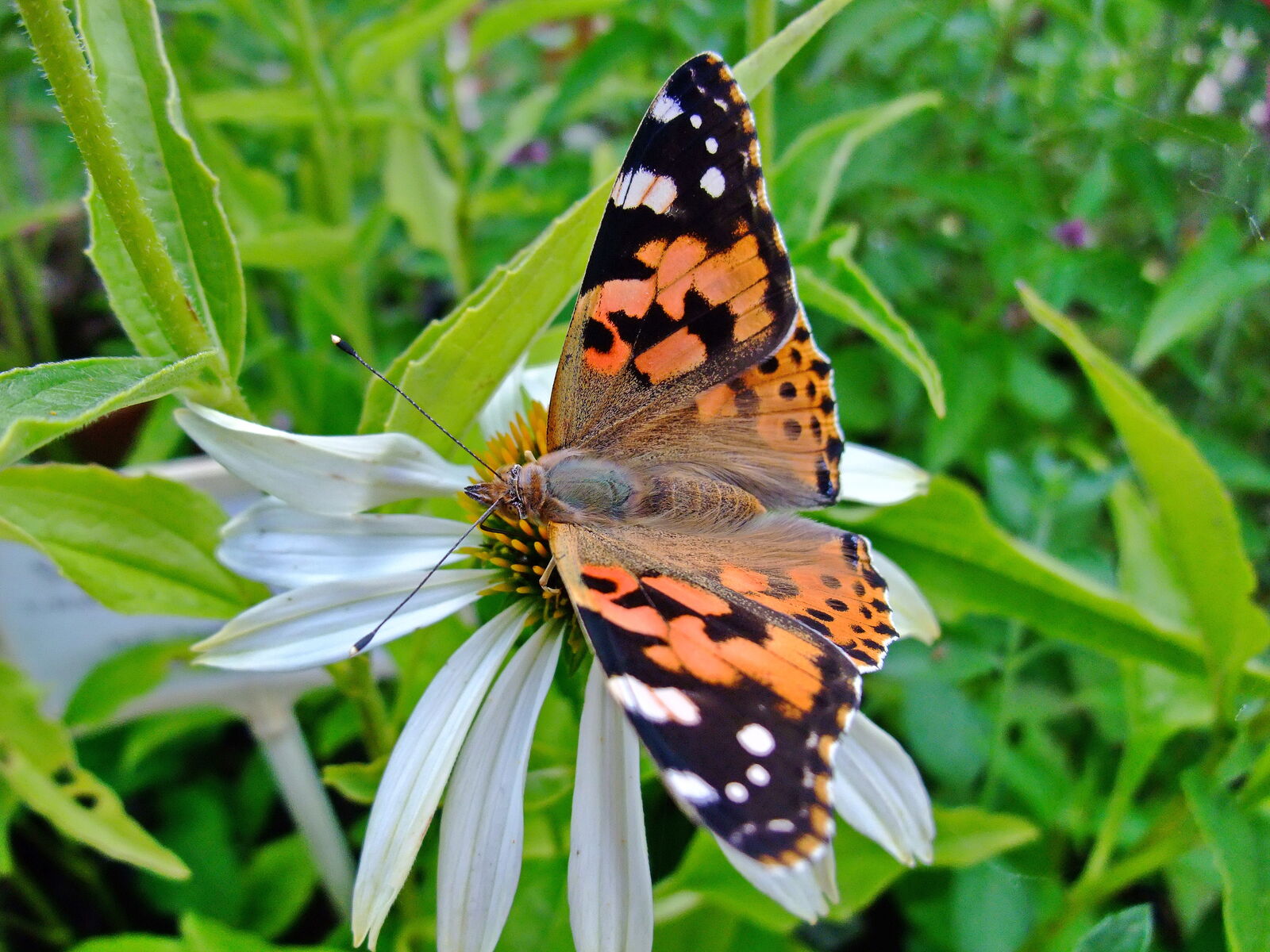 Kleiner Fuchs auf einer weißen Echinacea