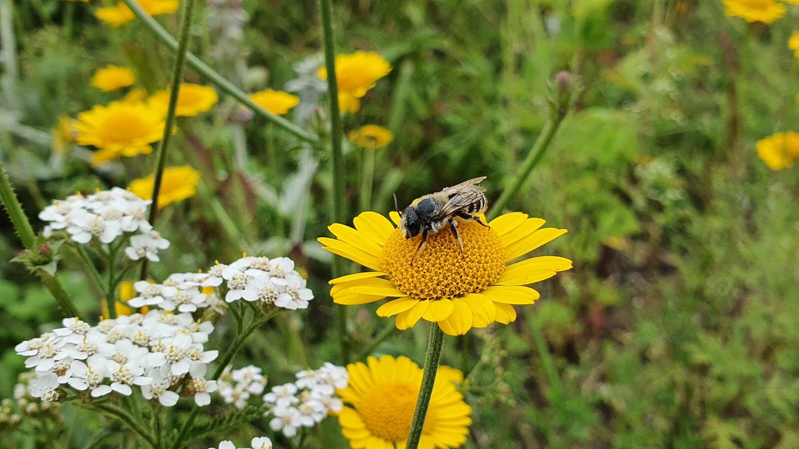 Wildbiene auf der Blüte einer Färberkamille