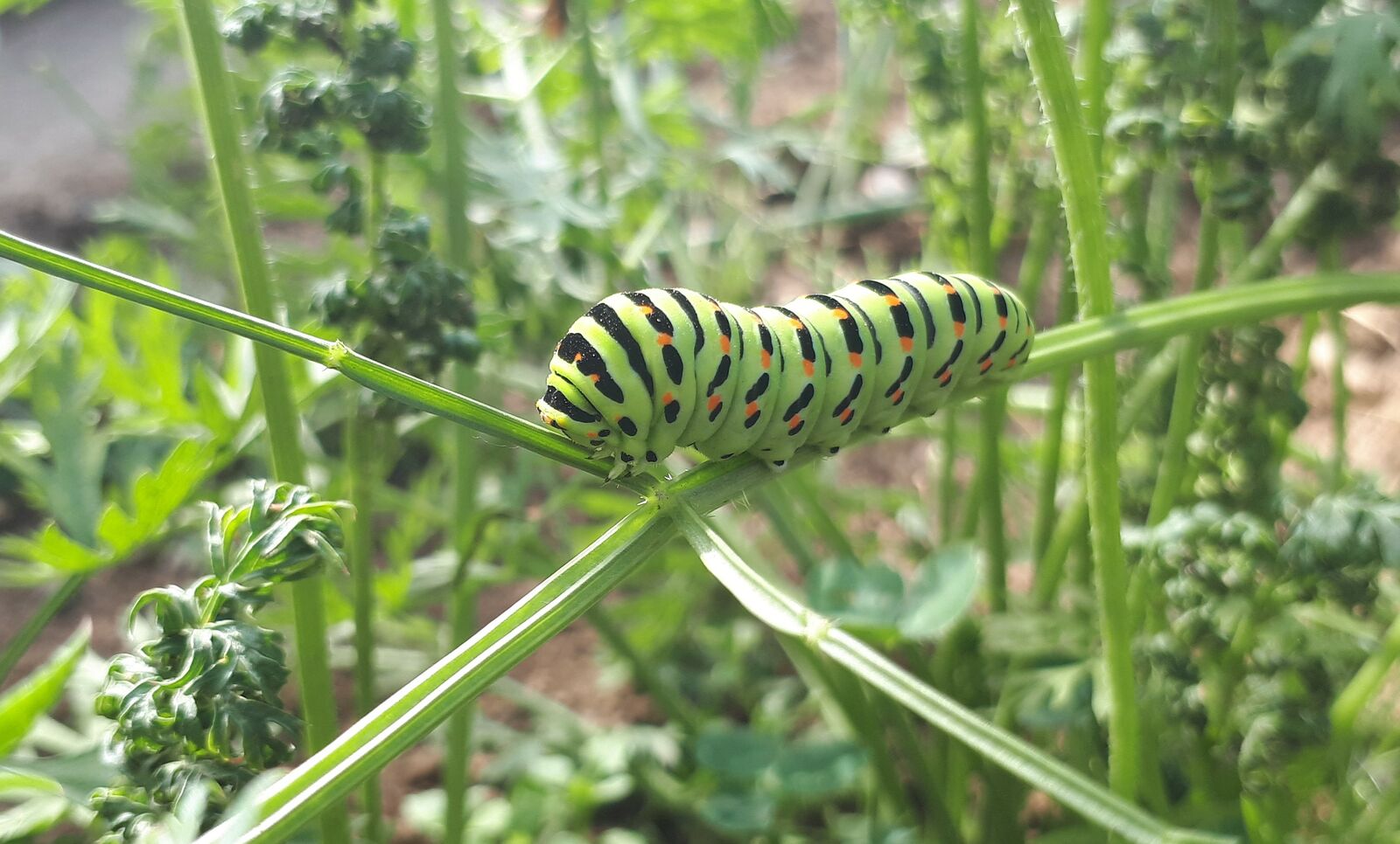 Raupe des Schwalbenschwanzes auf einer wilden Möhre.