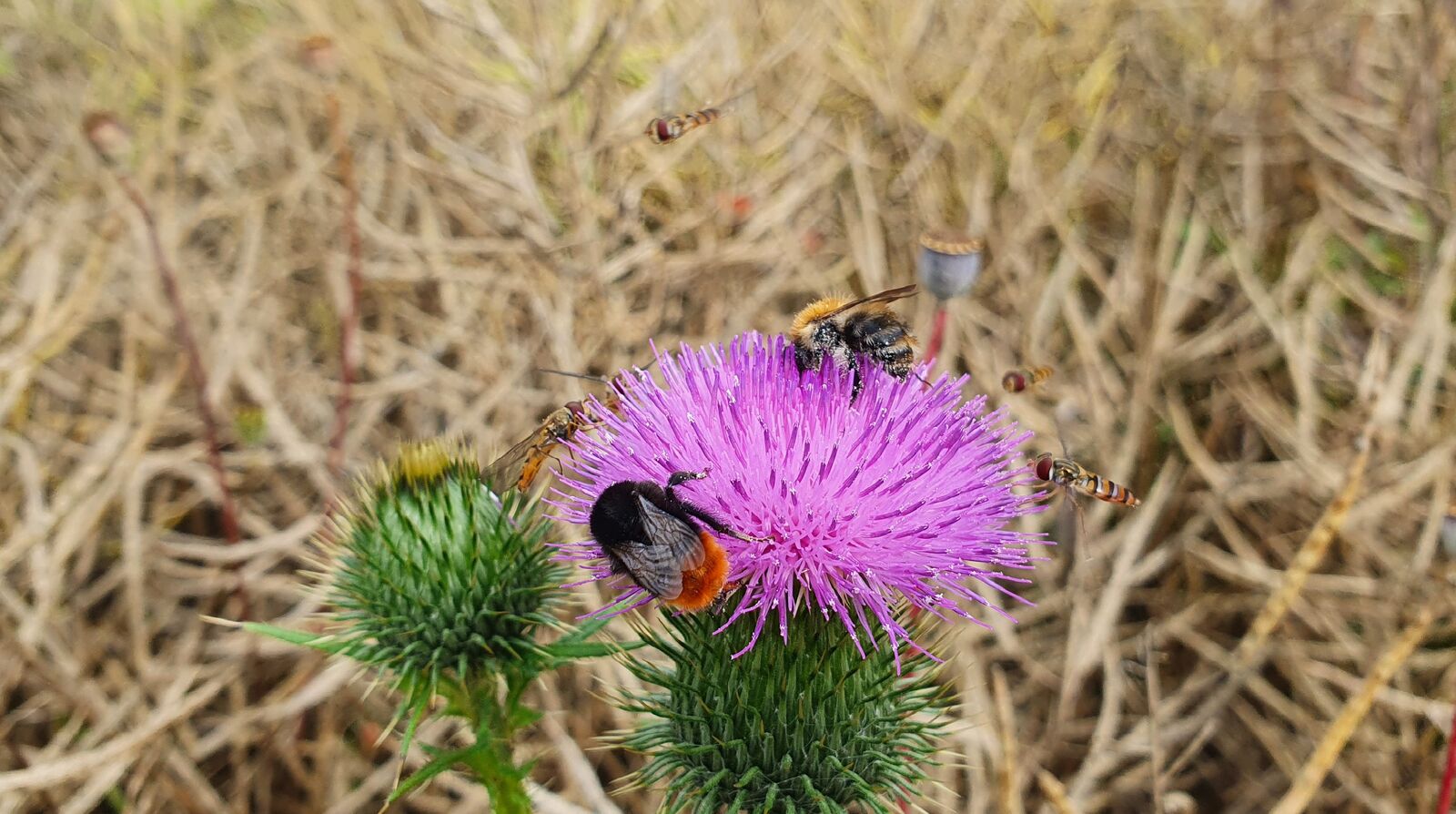 Insekten auf einer Distelblüte