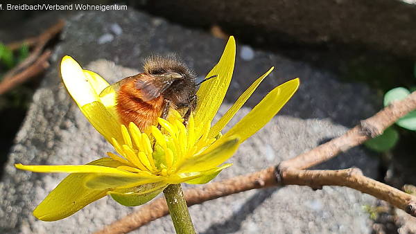 Themenbild: Mauerbiene Themenbild: Mauerbiene
