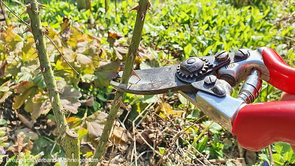 Themenbild: Rosenschnitt Themenbild: Rosenschnitt