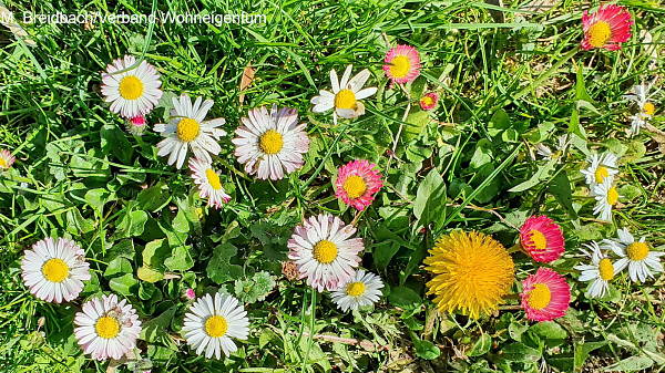 Themenbild: Gänseblümchen