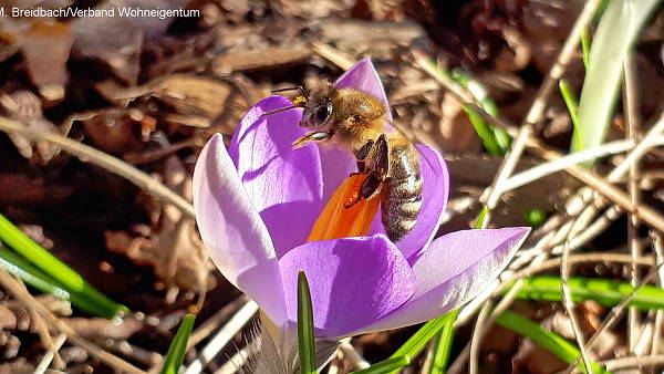 Themenbild: Krokus