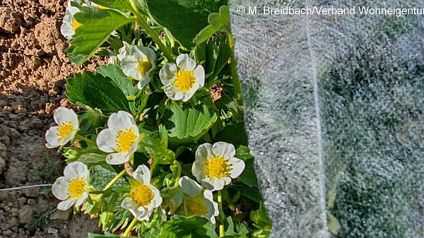 Themenbild: Erdbeerblüte