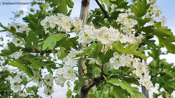 Themenbild: Weißdornblüte