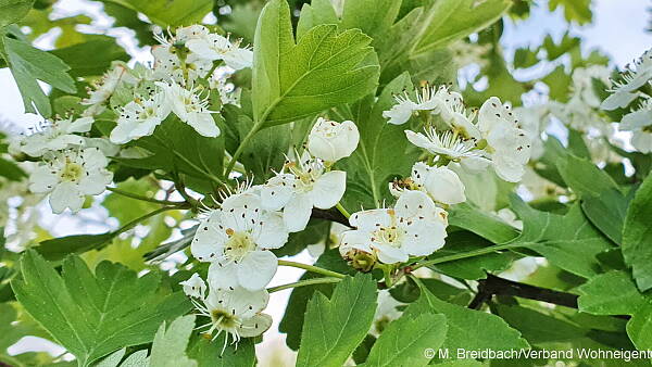 Themenbild: Weißdornblüte