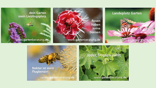 Themenbild: Postkarten-Set der Gartenberatung