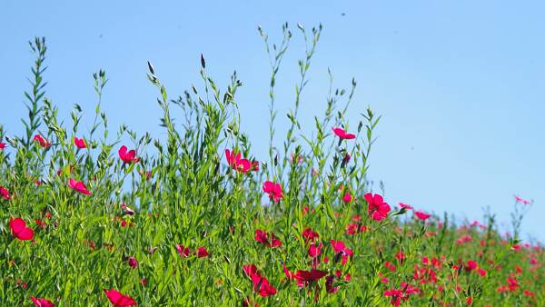 Themenbild: rote Blüten