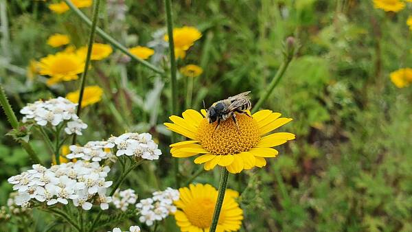 Themenbild: Wildbiene auf der Blüte einer Färberkamille